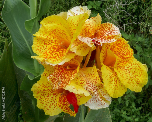 Closeup view of bright and colorful yellow and red canna lily flowers blooming on the slopes of Mahawu volcano, Tomohon, North Sulawesi, Indonesia