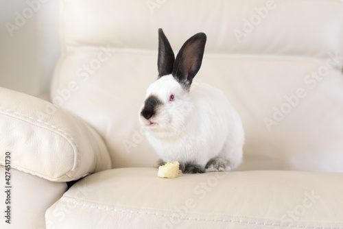 A white rabbit with red eyes and black ears sits on a white leather sofa