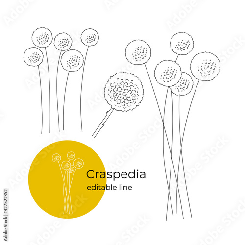 Craspedia flower drawn in a minimalistic style with a line. Part of the collection of dried flowers. Editable line. Vector illustration