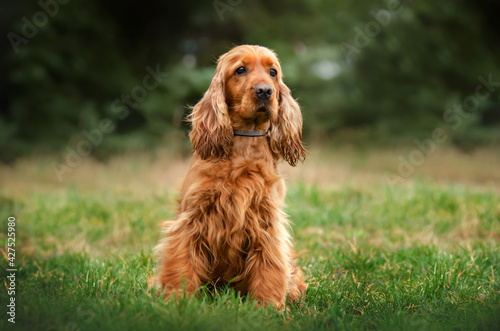 english cocker spaniel cute dog portrait on natural background in forest 