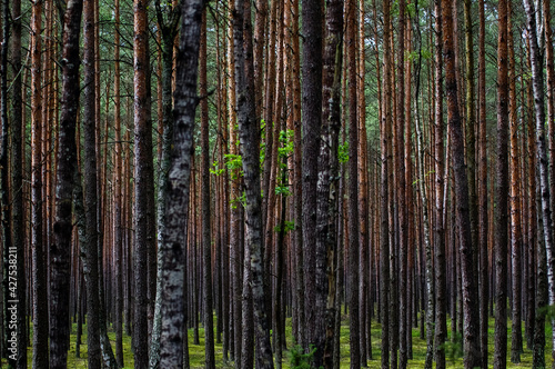 Krajobraz leśny pnie drzew 