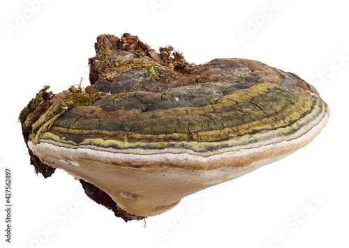 Polypores Bracket or Shelf Fungi Conk. Phellinus Igniarius Fungus Plant (Phellinus Trivialis, Willow Bracket, Fire Sponge). Isolated on White.