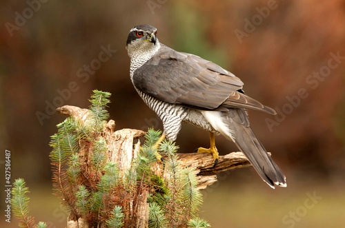 Male Northern goshawk at his favorite perch in the last light of day in a pine and oak forest