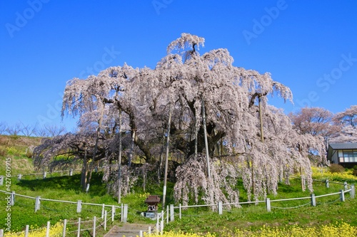 三春の滝桜（福島県・三春町）