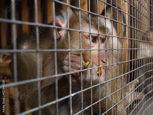 portrait of a sad monkey in a cage