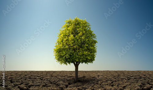 Alone green tree in severe drought desert