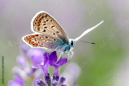 Amanda's blue (Polyommatus amandus) butterfly flying lavender field.