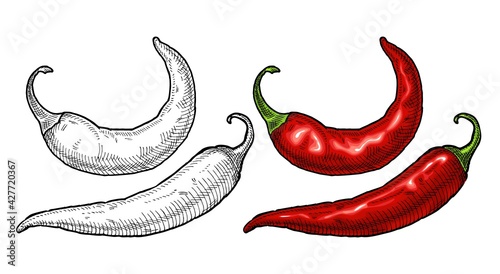 Whole pepper chilli. Vintage hatching color illustration.