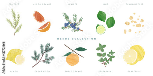 Set of hand drawn herbs illustration, isolated on white background - tea tree, blood orange, juniper, lime, frankincense, lemon, cedar wood, sweet orange, peppermint, grapefruit