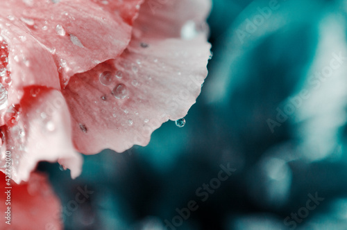 kwiaty w deszczu krople wody makro wiosna