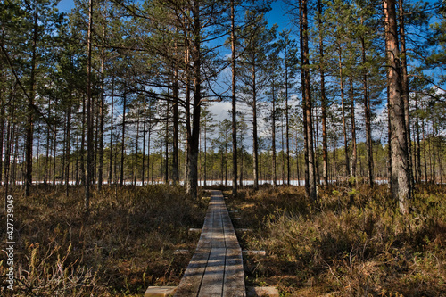 A sunny spring day inside a pine forest in Selisoo swamps, Estonia, where a wooden path is laid through forest and marsh vegetation.