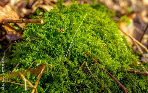 Forest moss