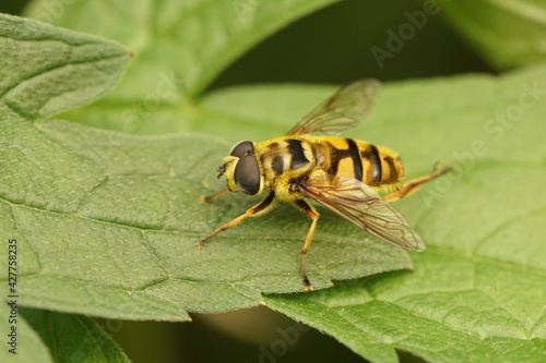 Closeup of a Batman hoverfly on green leaves in the garden (Myathropa florea)