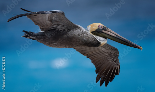 pelicans flying near the beach with ocean
