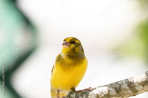 Bright yellow male Atlantic Canary bird Serinus canaria