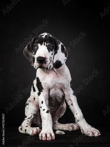 Vertical shot of a spotted great dane puppy on black background