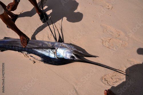 Black man found Indo-Pacific Sailfish (Istiophorus platypterus) on the sandy beach