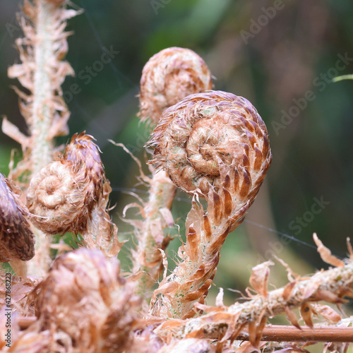 Macro image of an emerging fern
