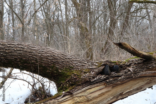 Fallen trees in the forest