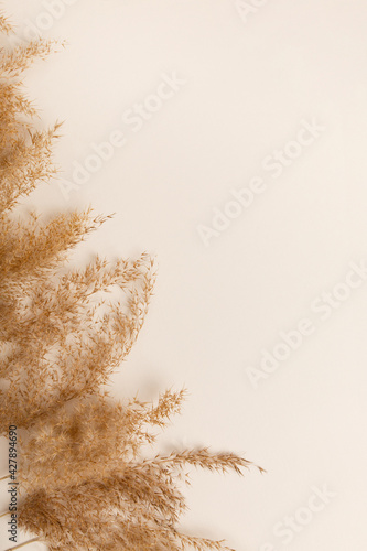 Dry pampas-grass reeds on light-beige background. Creative top view layout with pampas grass around background in neutral colors. Eco natural flat lay. Fluffy pampas-grass cortaderia-selloana