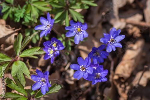 Top view to the bunch of blue anemone hepatica flowers growing in the forest on sunny spring day