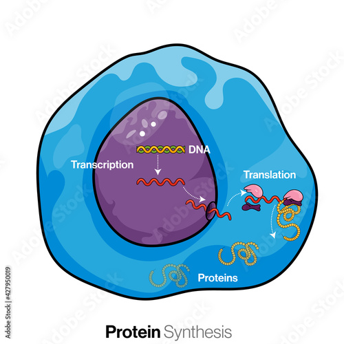 Illustration of mechanism of protein synthesis or translation in eukaryotic cells.