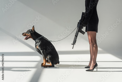 cropped view of elegant woman with rifle near doberman on chain leash on grey background with shadows