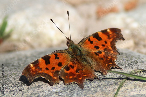 papillon robert le diable