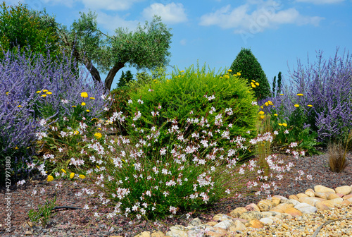 Gaura Lindheimera - Gaura lindheimeri, mediterranean garden, prowansalski ogród