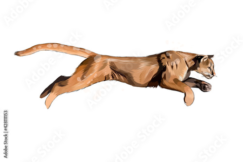 Puma, cougar from a splash of watercolor, colored drawing, realistic. Vector illustration of paints