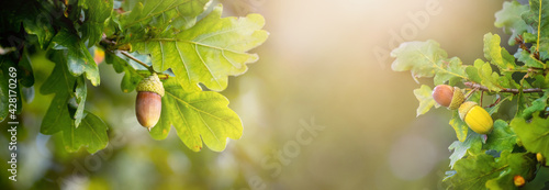 Summer, autumn background with oak branches with leaves and acorns on a blurred background in the sunlight