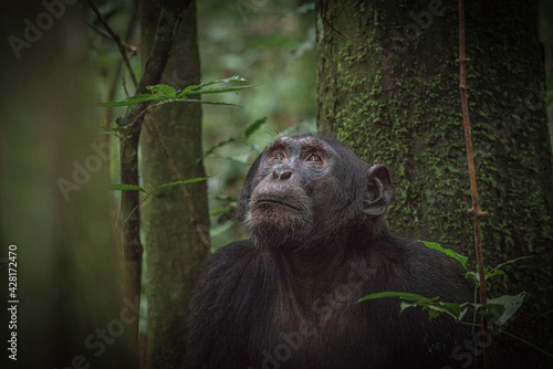 Chimpanzee in Kibale National Park in Uganda, Africa