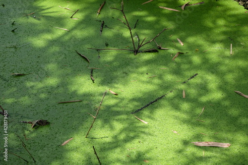 Duckweed in the pond under the shade of the tree in the farmer's garden.