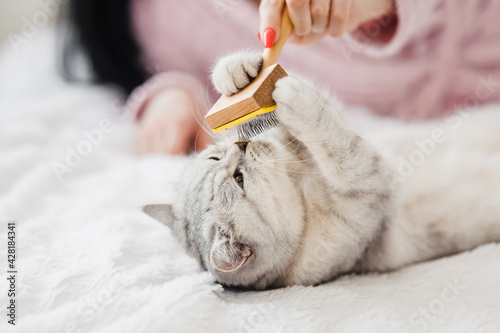 Beautiful light pussy of the Scottish breed. Сat lying in her owner's lap and enjoying while being brushed and combed.