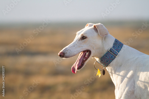 white dog polish greyhound dessert portrait