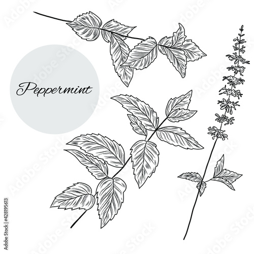 Set of peppermint plant illustrations, collection of hand drawn mint herbs