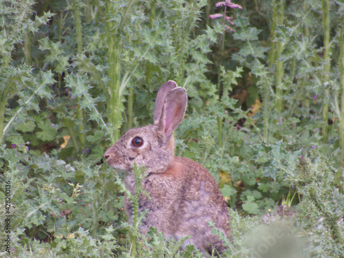 królik zwierze trawa zarośla fauna natura