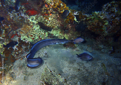 European conger hunting in the night in Adriatic sea, Croatia