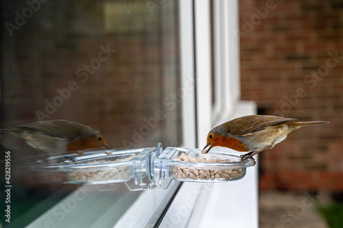 Urban wildlife as a robin eats from a window suet feeder