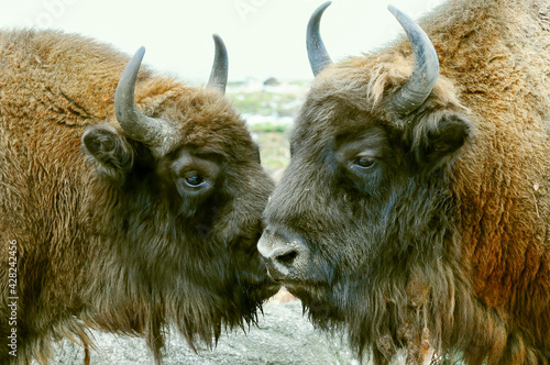 Żubry rezerwat Białowieżą.