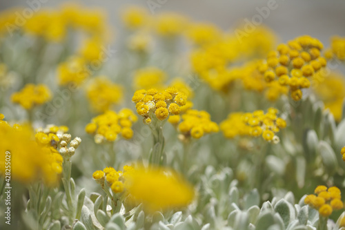 Flora of Lanzarote - Helichrysum gossypinum, cotton wool everlasting, Vulnerable species 