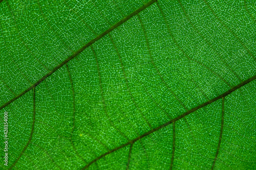 Green leaf texture background