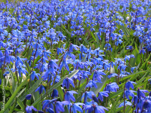 Siberian squill or wood squill blue flowers covering ground on a sunny spring day