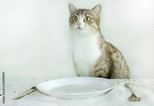 The cat is waiting for feeding, sitting at the table. On the table is a plate and a knife with a fork. The cat asks for food