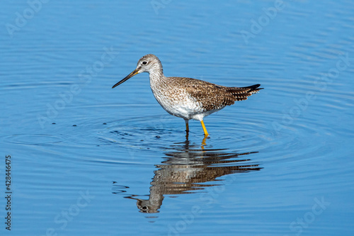 A greater yellowlegs feeding at Canaveral National Seashore.