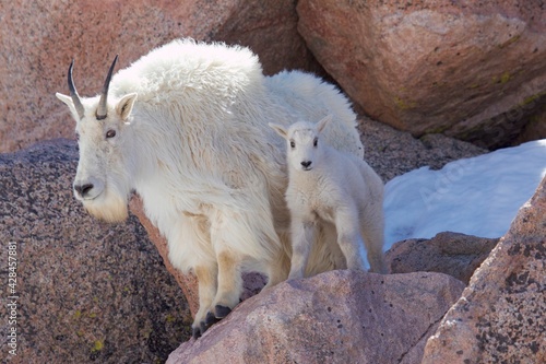 mountain goat mother and baby kid.