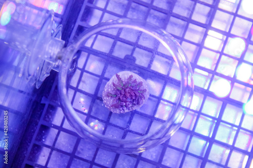 Green pacific rim anemone - saltwater tank