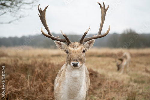 Fallow Deer buck