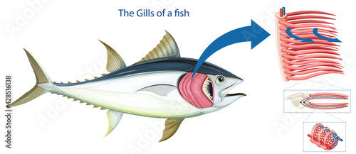 Diagram showing the grills of a fish