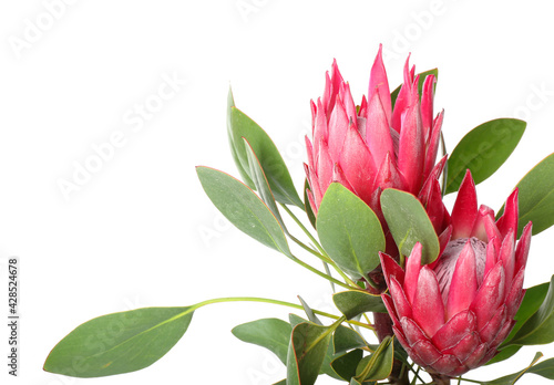 Beautiful protea flowers on white background, closeup